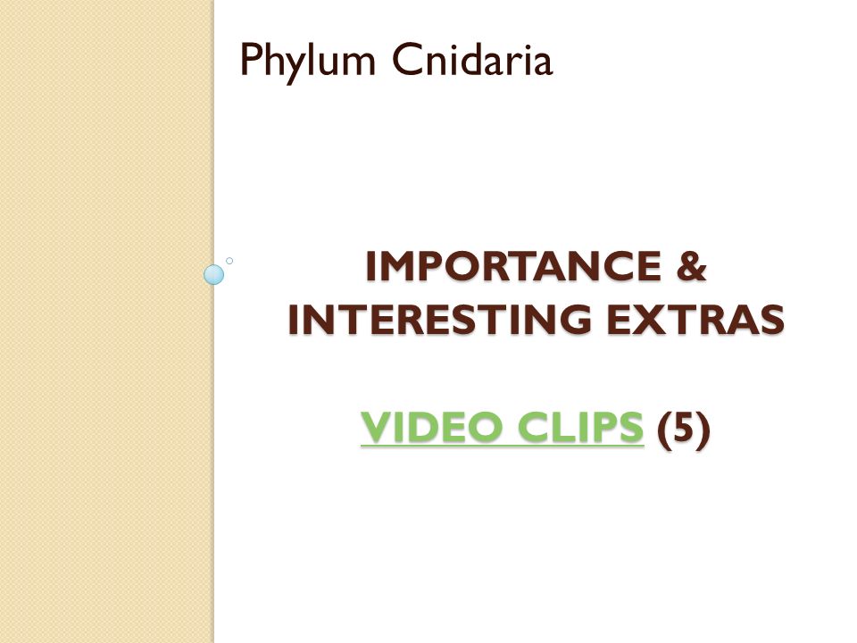 IMPORTANCE & INTERESTING EXTRAS VIDEO CLIPS (5) VIDEO CLIPS VIDEO CLIPS Phylum Cnidaria