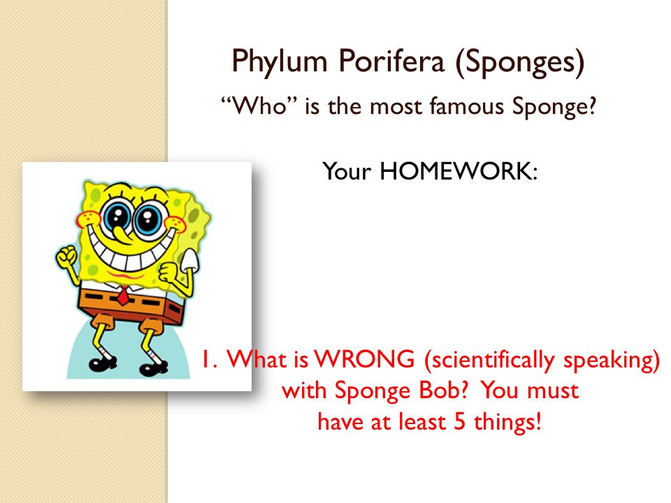Phylum Porifera (Sponges) Who is the most famous Sponge.