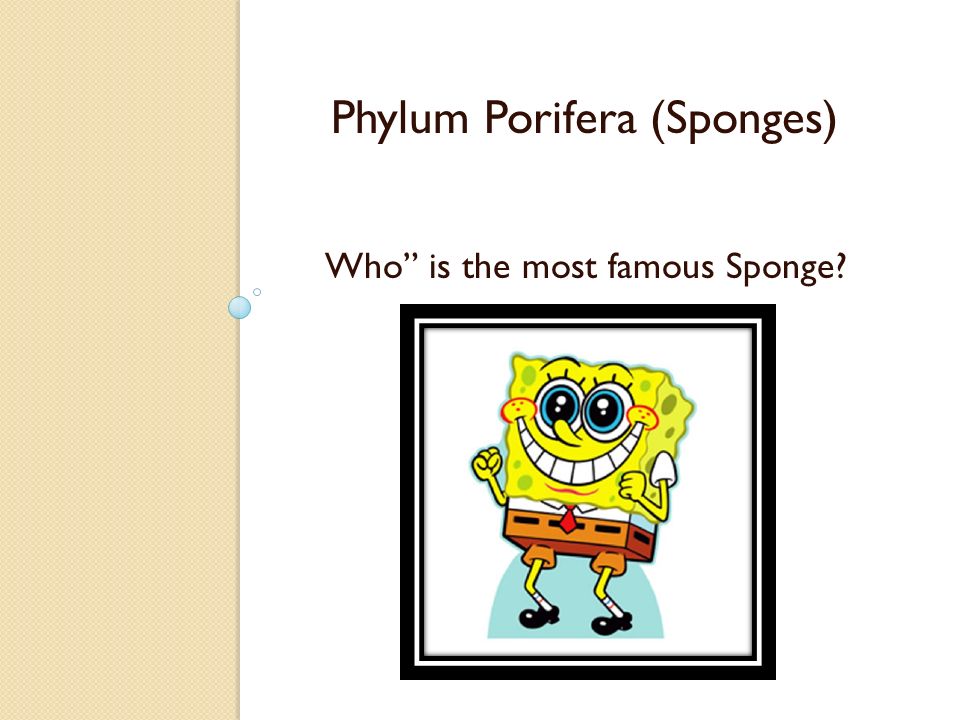 Phylum Porifera (Sponges) Who is the most famous Sponge
