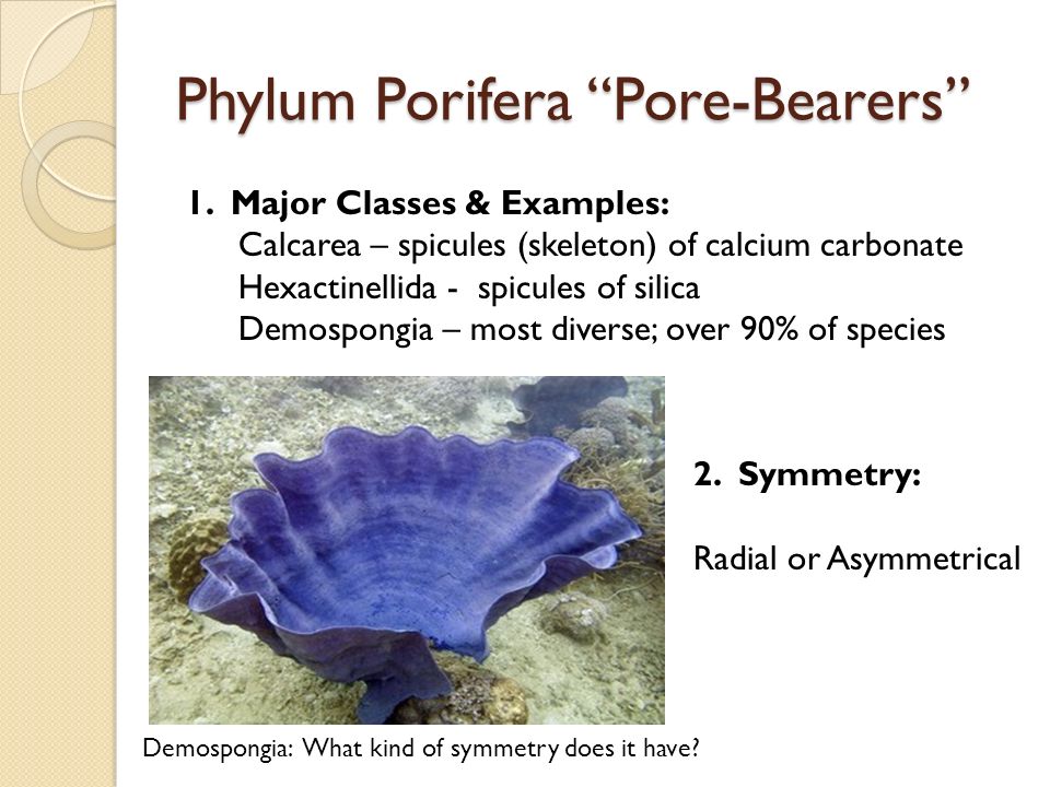 Phylum Porifera Pore-Bearers 1.