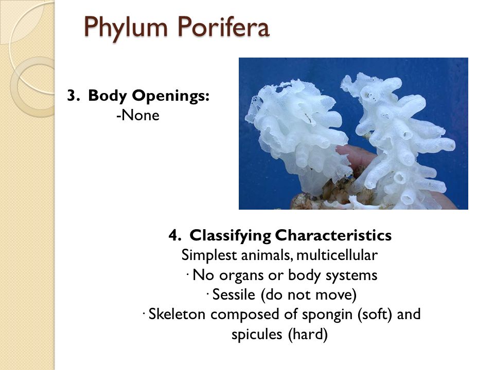 Phylum Porifera 3. Body Openings: -None 4.