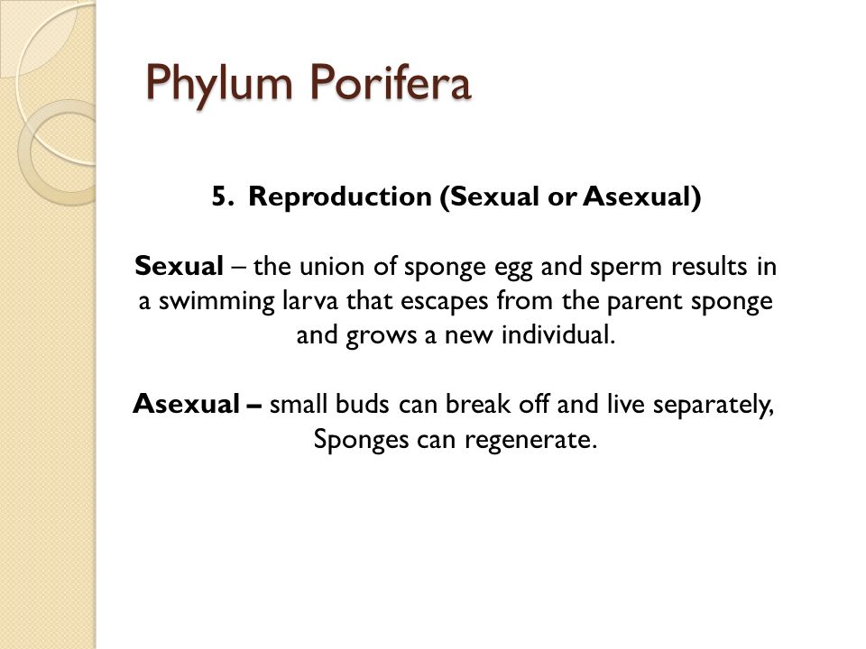 Phylum Porifera 5.