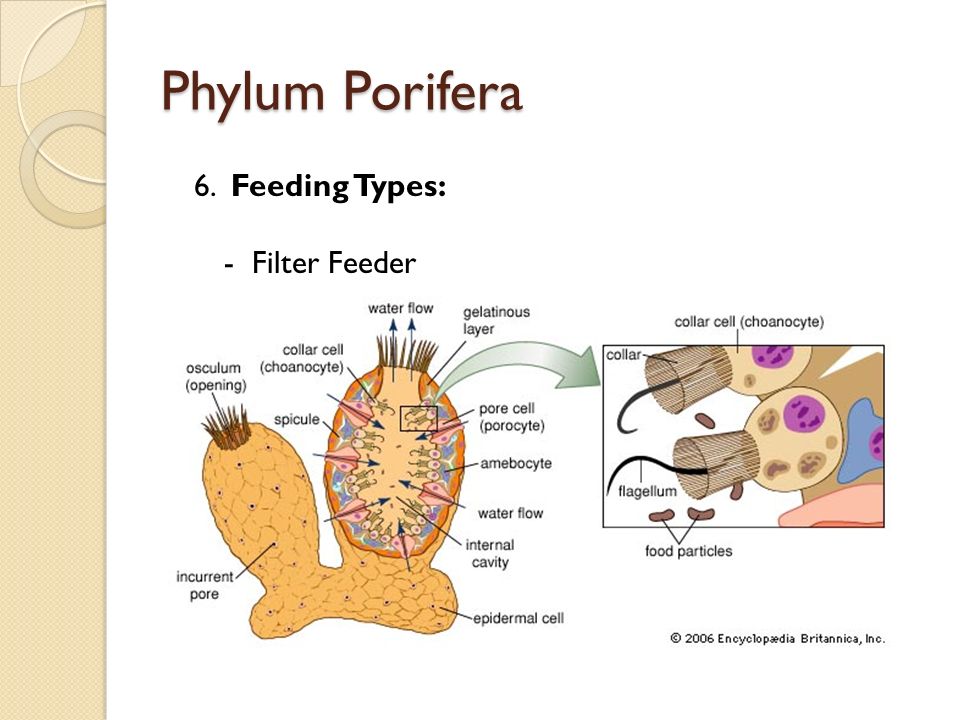 Phylum Porifera 6. Feeding Types: - Filter Feeder