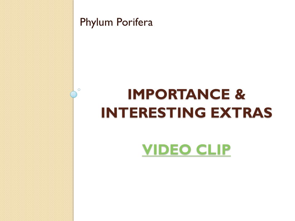 IMPORTANCE & INTERESTING EXTRAS VIDEO CLIP VIDEO CLIP VIDEO CLIP Phylum Porifera
