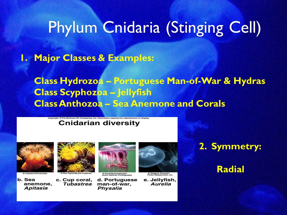 Phylum Cnidaria (Stinging Cell) 1.Major Classes & Examples: Class Hydrozoa – Portuguese Man-of-War & Hydras Class Scyphozoa – Jellyfish Class Anthozoa – Sea Anemone and Corals 2.