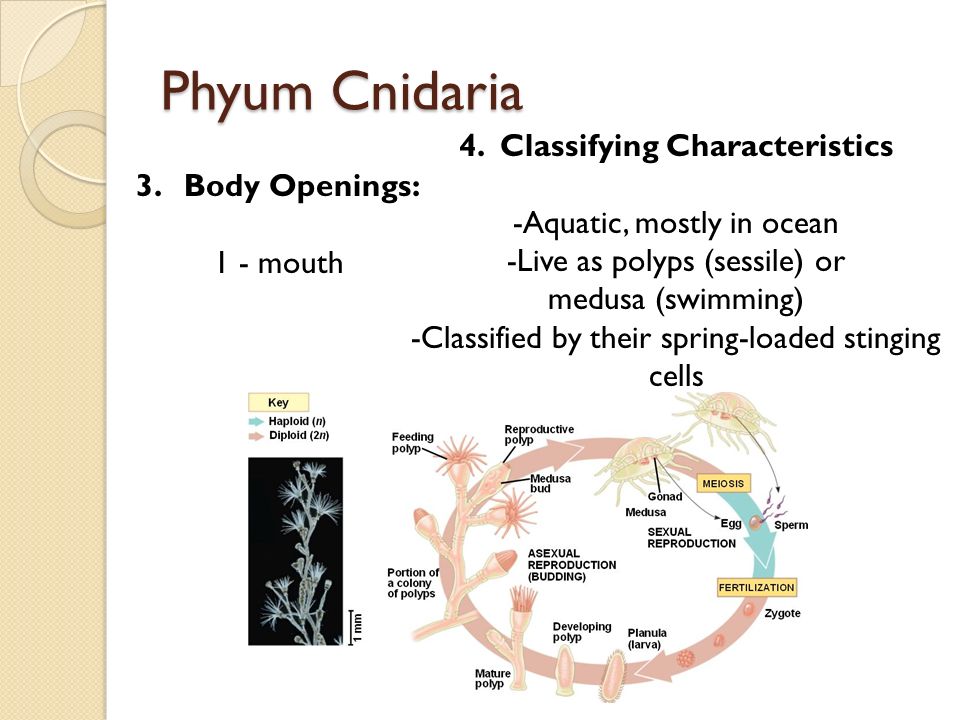 Phyum Cnidaria 3.Body Openings: 1 - mouth 4.