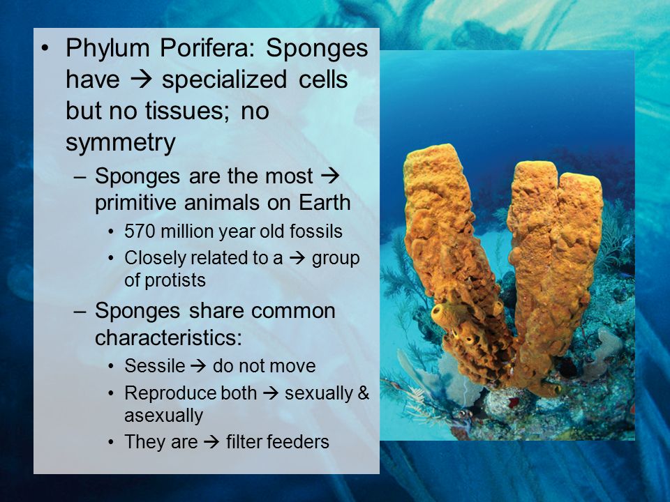 Phylum Porifera: Sponges have  specialized cells but no tissues; no symmetry –Sponges are the most  primitive animals on Earth 570 million year old fossils Closely related to a  group of protists –Sponges share common characteristics: Sessile  do not move Reproduce both  sexually & asexually They are  filter feeders