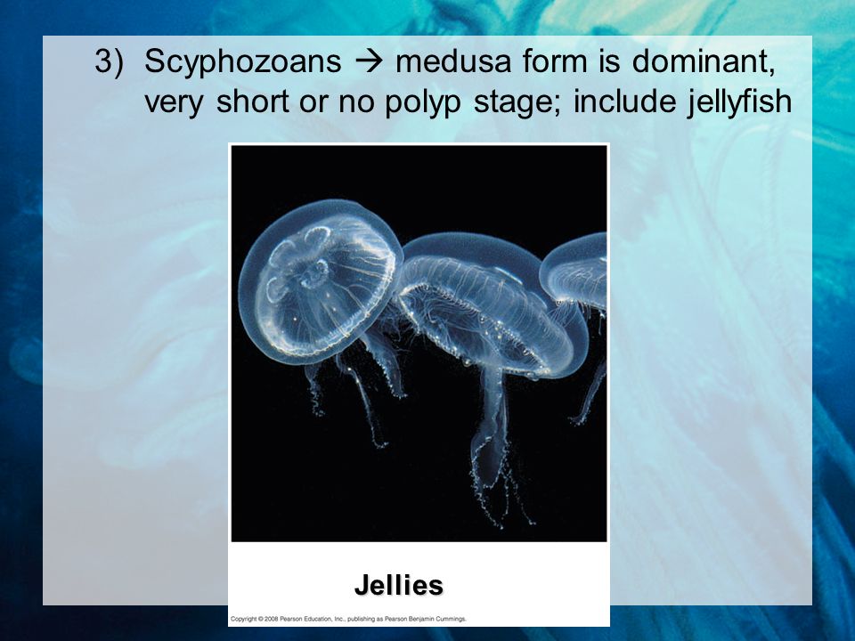3)Scyphozoans  medusa form is dominant, very short or no polyp stage; include jellyfish Jellies
