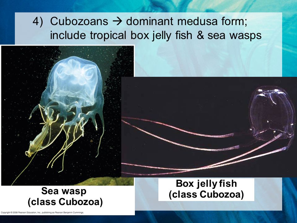 4)Cubozoans  dominant medusa form; include tropical box jelly fish & sea wasps Sea wasp (class Cubozoa) Box jelly fish (class Cubozoa)
