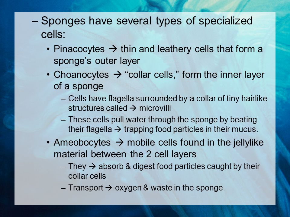 –Sponges have several types of specialized cells: Pinacocytes  thin and leathery cells that form a sponge’s outer layer Choanocytes  collar cells, form the inner layer of a sponge –Cells have flagella surrounded by a collar of tiny hairlike structures called  microvilli –These cells pull water through the sponge by beating their flagella  trapping food particles in their mucus.