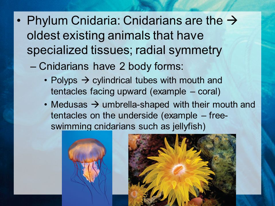Phylum Cnidaria: Cnidarians are the  oldest existing animals that have specialized tissues; radial symmetry –Cnidarians have 2 body forms: Polyps  cylindrical tubes with mouth and tentacles facing upward (example – coral) Medusas  umbrella-shaped with their mouth and tentacles on the underside (example – free- swimming cnidarians such as jellyfish)