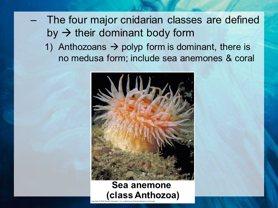 –The four major cnidarian classes are defined by  their dominant body form 1)Anthozoans  polyp form is dominant, there is no medusa form; include sea anemones & coral Sea anemone (class Anthozoa)