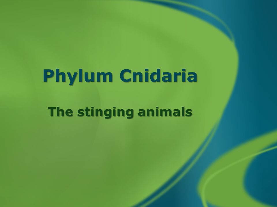 Phylum Cnidaria The stinging animals