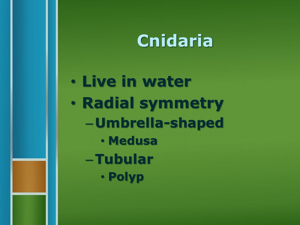 Cnidaria Live in water Live in water Radial symmetry Radial symmetry – Umbrella-shaped Medusa Medusa – Tubular Polyp Polyp