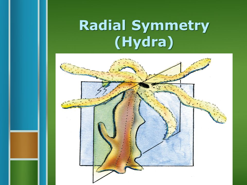 Radial Symmetry (Hydra)