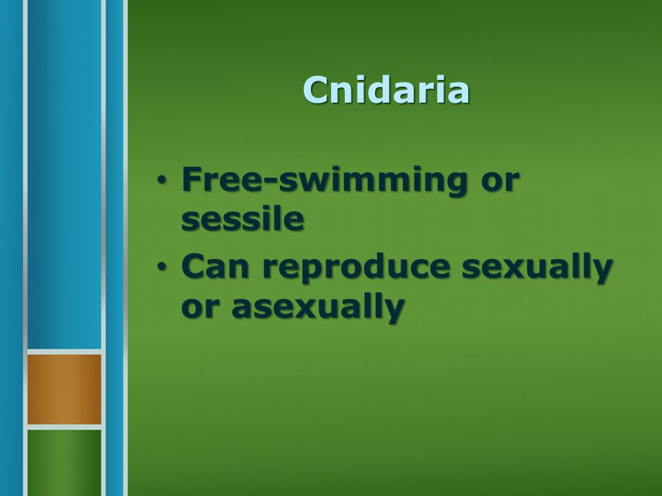 Cnidaria Free-swimming or sessile Free-swimming or sessile Can reproduce sexually or asexually Can reproduce sexually or asexually