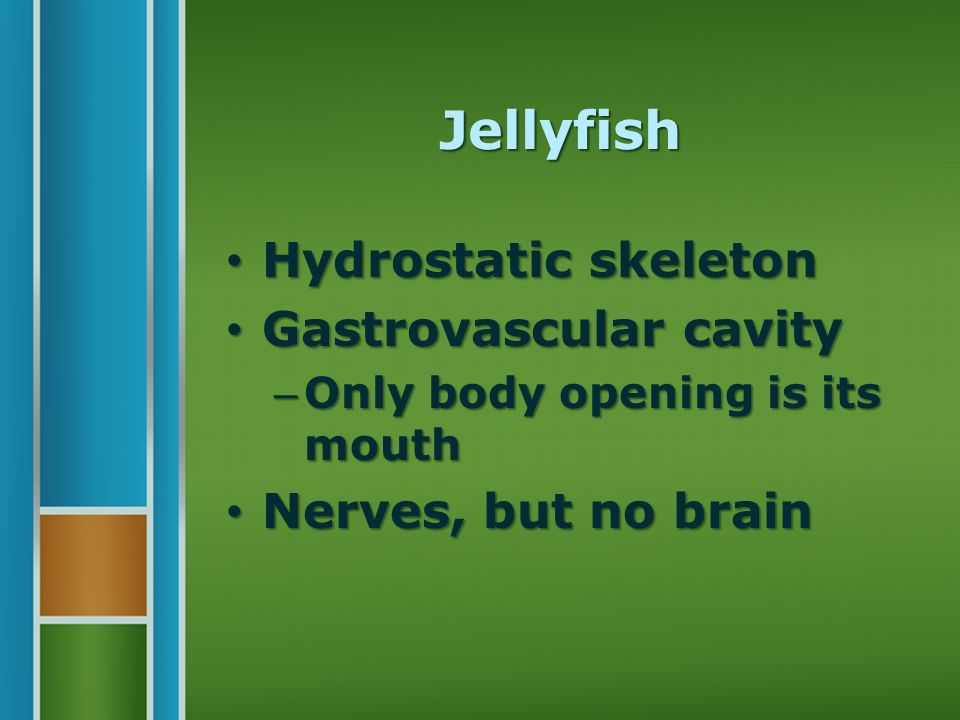 Jellyfish Hydrostatic skeleton Hydrostatic skeleton Gastrovascular cavity Gastrovascular cavity – Only body opening is its mouth Nerves, but no brain Nerves, but no brain
