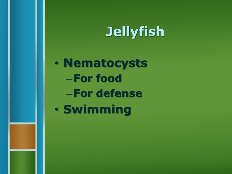 Jellyfish Nematocysts Nematocysts – For food – For defense Swimming Swimming