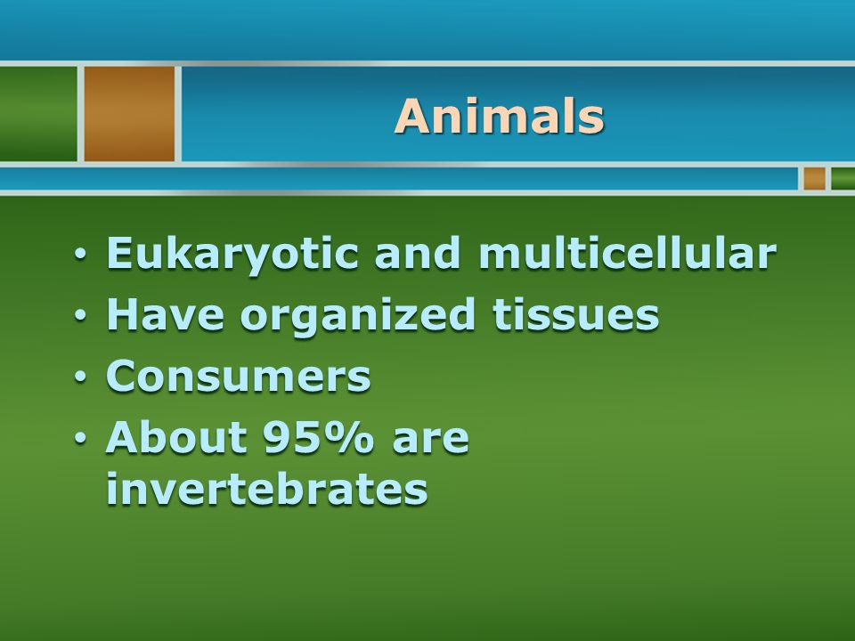Animals Eukaryotic and multicellular Eukaryotic and multicellular Have organized tissues Have organized tissues Consumers Consumers About 95% are invertebrates About 95% are invertebrates