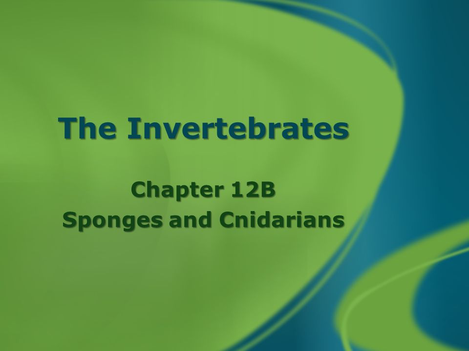 The Invertebrates Chapter 12B Sponges and Cnidarians