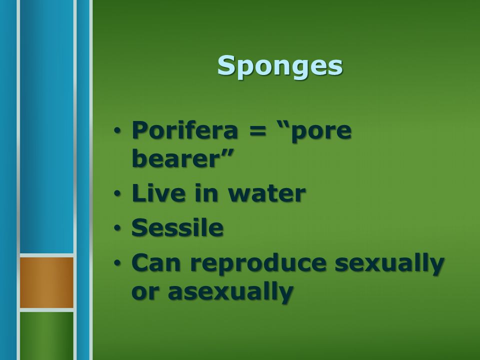 Sponges Porifera = pore bearer Porifera = pore bearer Live in water Live in water Sessile Sessile Can reproduce sexually or asexually Can reproduce sexually or asexually