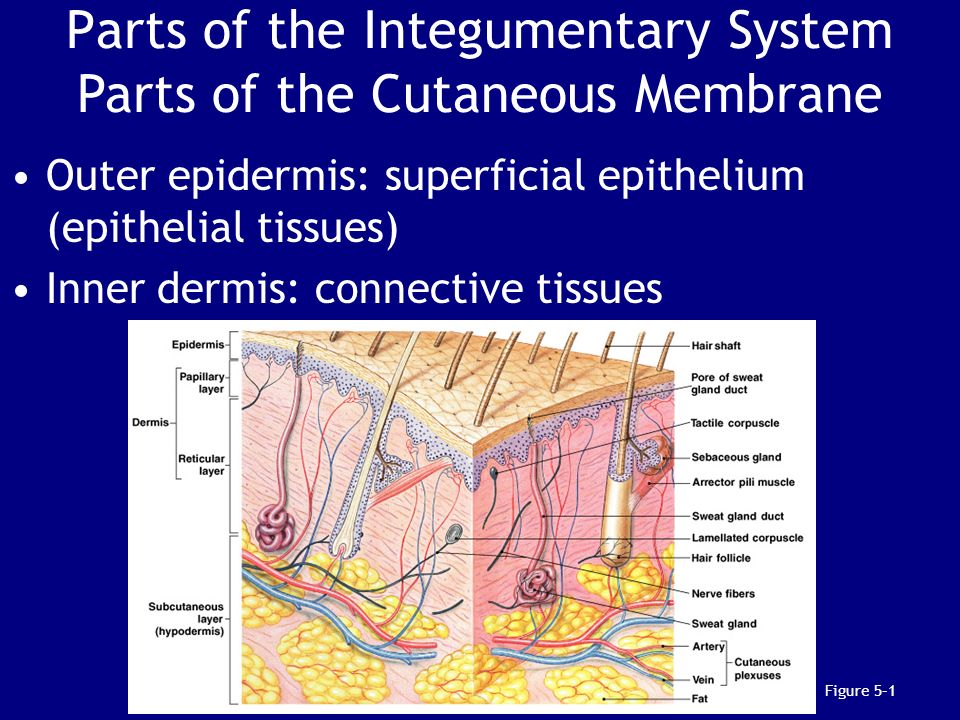 parts of integumentary system