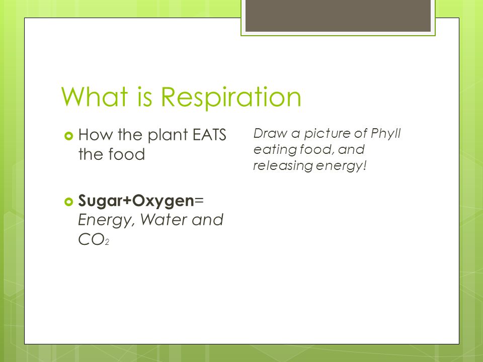 What is Respiration  How the plant EATS the food  Sugar+Oxygen = Energy, Water and CO 2 Draw a picture of Phyll eating food, and releasing energy!