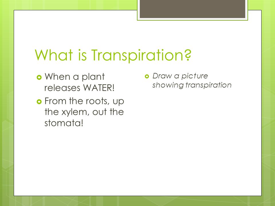 What is Transpiration.  When a plant releases WATER.