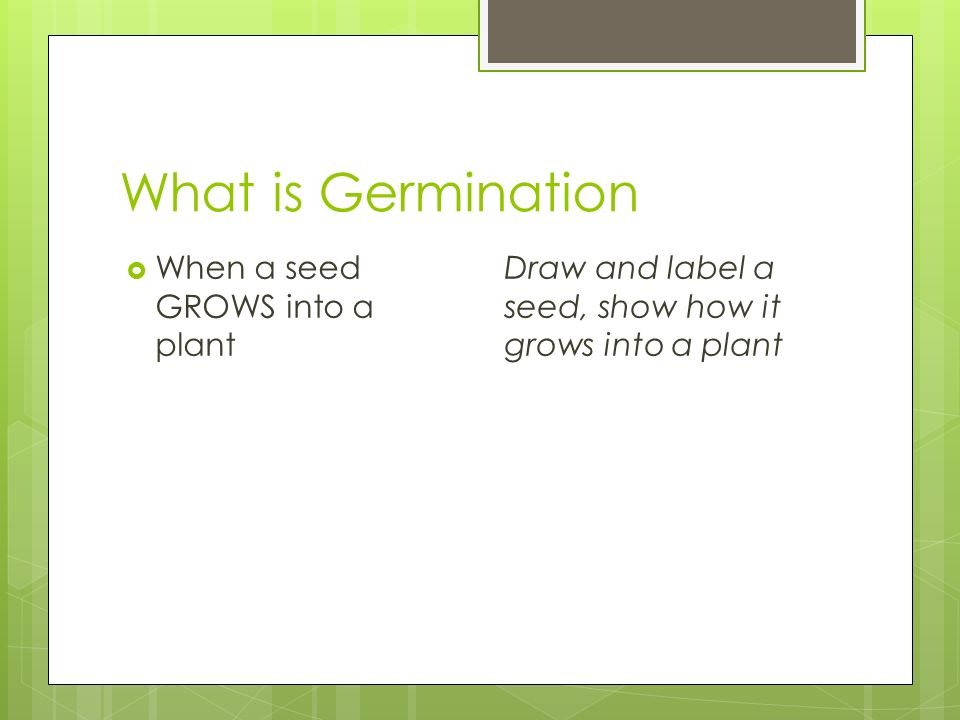 What is Germination  When a seed GROWS into a plant Draw and label a seed, show how it grows into a plant