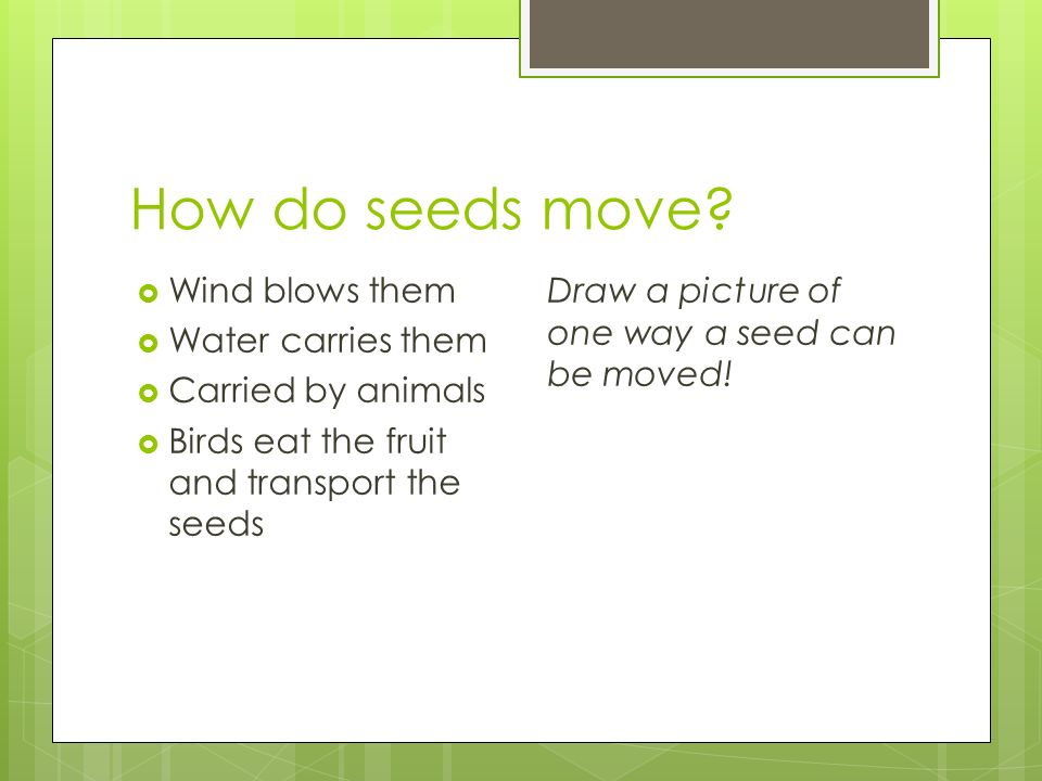 How do seeds move.