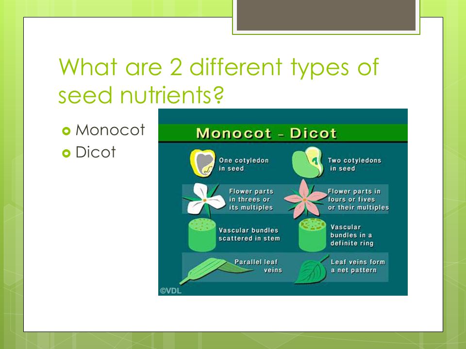 What are 2 different types of seed nutrients  Monocot  Dicot