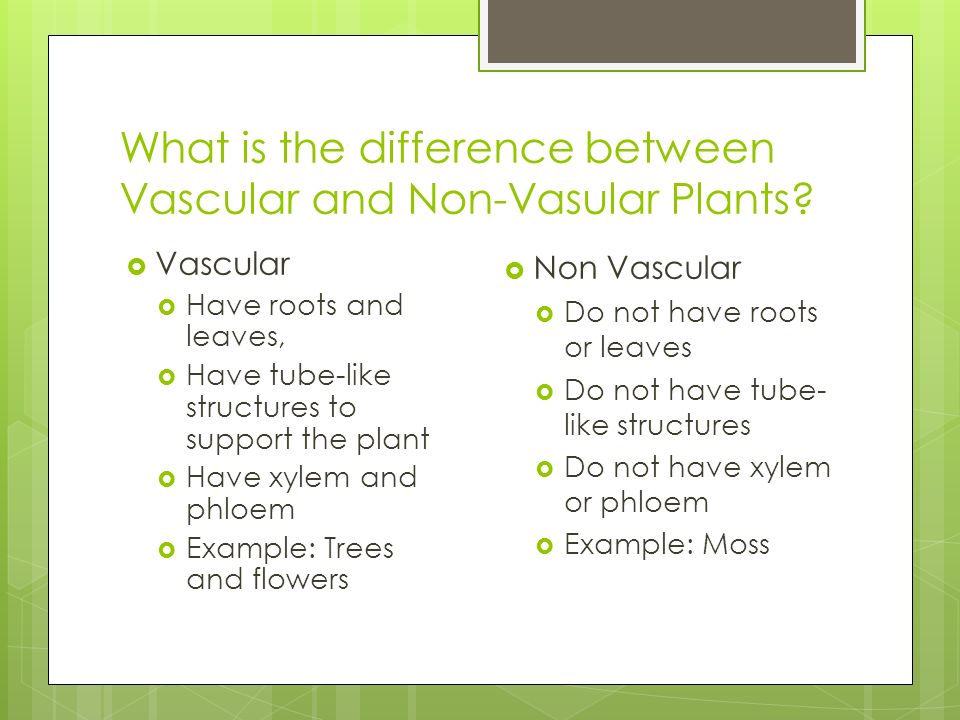 What is the difference between Vascular and Non-Vasular Plants.