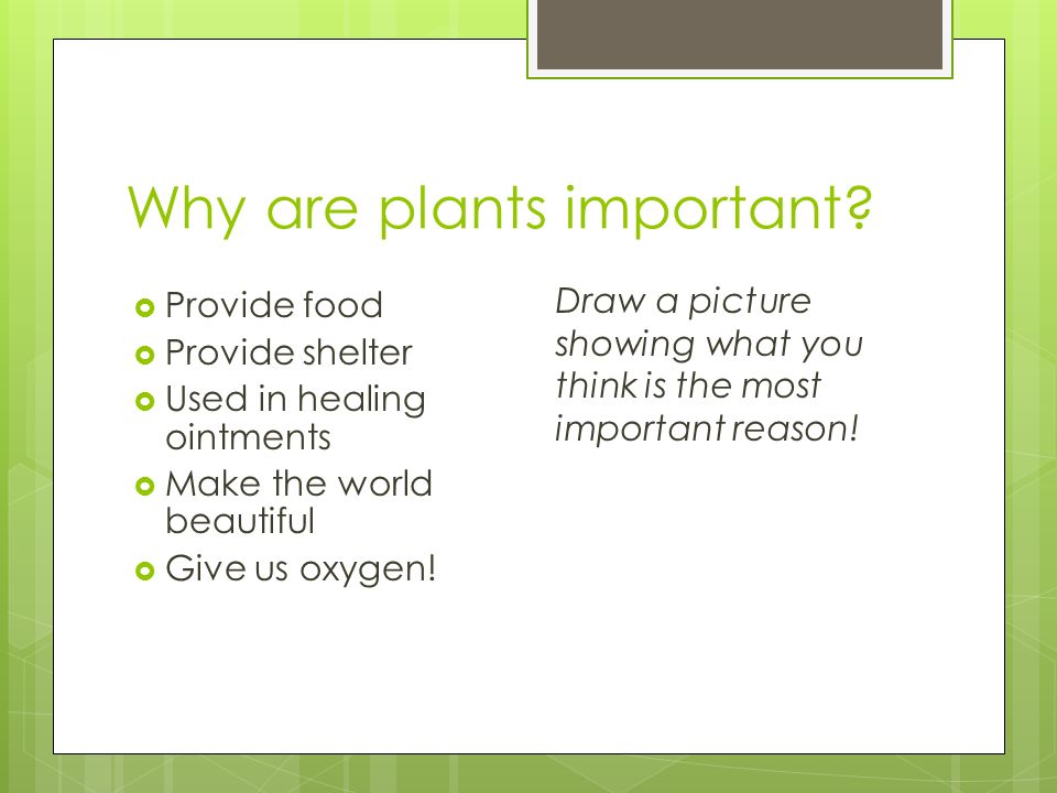 Why are plants important.