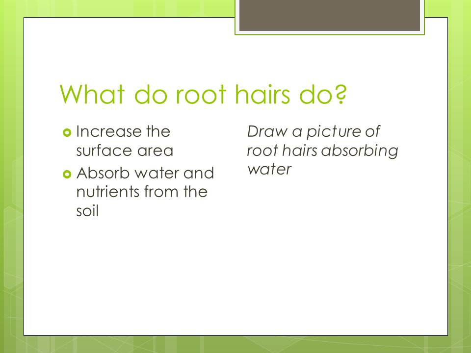 What do root hairs do.