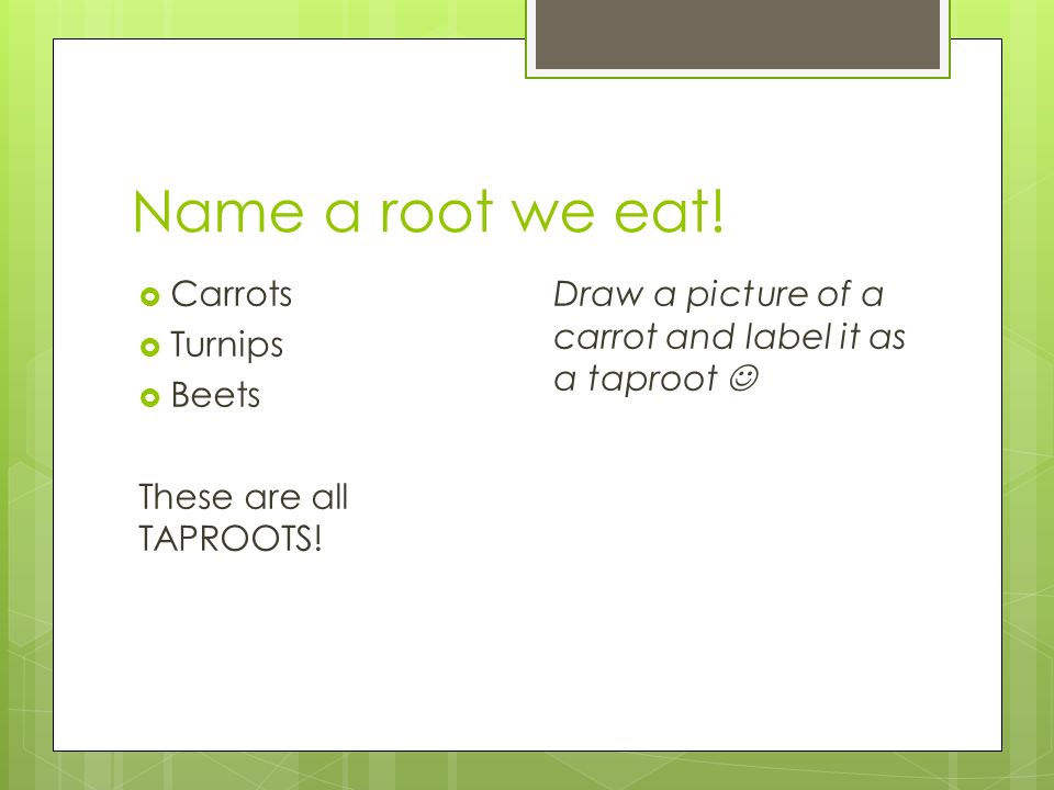 Name a root we eat.  Carrots  Turnips  Beets These are all TAPROOTS.