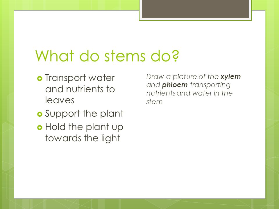 What do stems do.