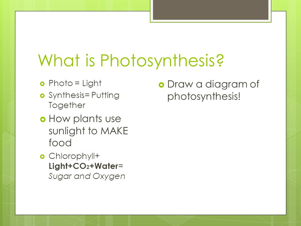 What is Photosynthesis.
