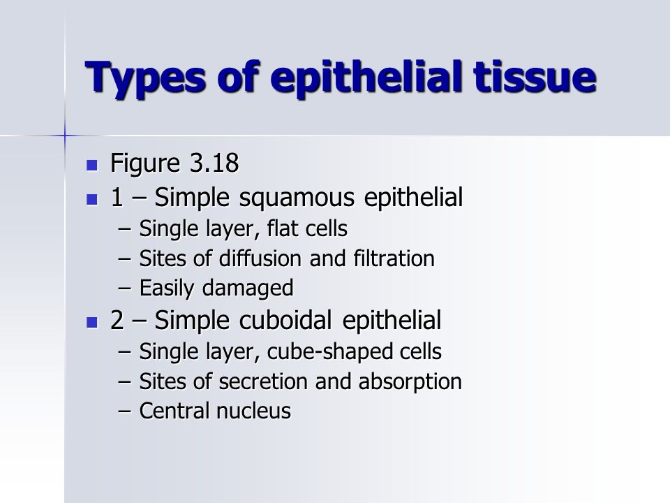 Cells And Tissues Part 1 2 Ppt Download 75 Types Of Epithelial Tissue Figure 3 18 1 Simple Squamous Single Layer Flat Cells Sites Diffusion And Filtration Easily Damaged 2