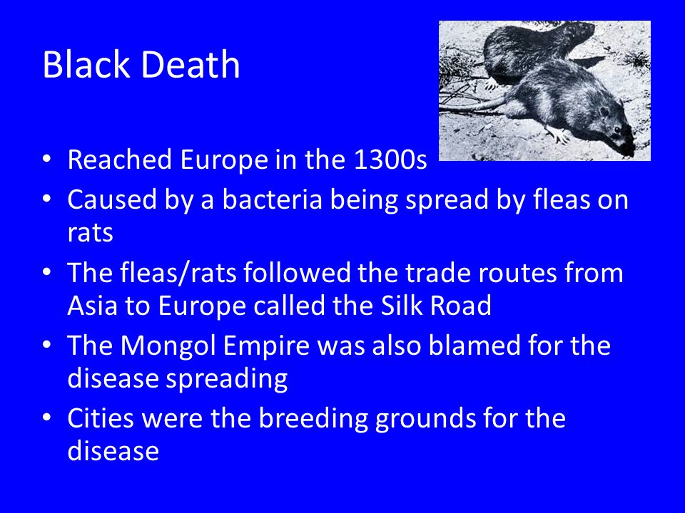 Black Death Reached Europe in the 1300s Caused by a bacteria being spread by fleas on rats The fleas/rats followed the trade routes from Asia to Europe called the Silk Road The Mongol Empire was also blamed for the disease spreading Cities were the breeding grounds for the disease