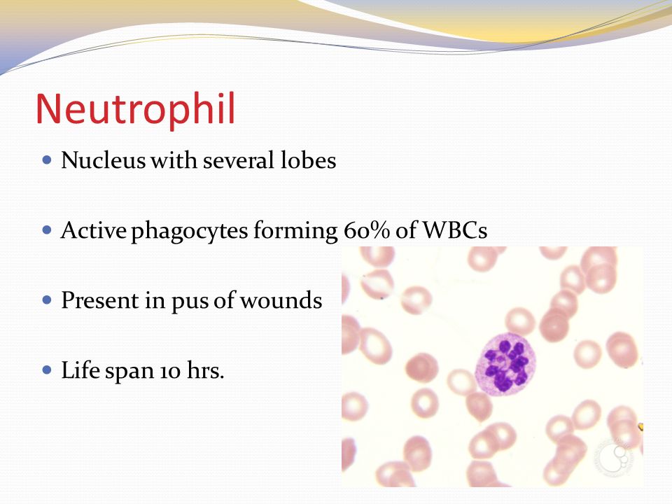 Neutrophil Nucleus with several lobes Active phagocytes forming 60% of WBCs Present in pus of wounds Life span 10 hrs.