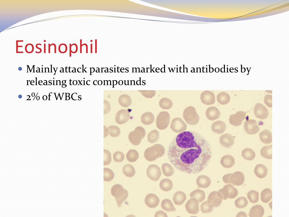 Eosinophil Mainly attack parasites marked with antibodies by releasing toxic compounds 2% of WBCs