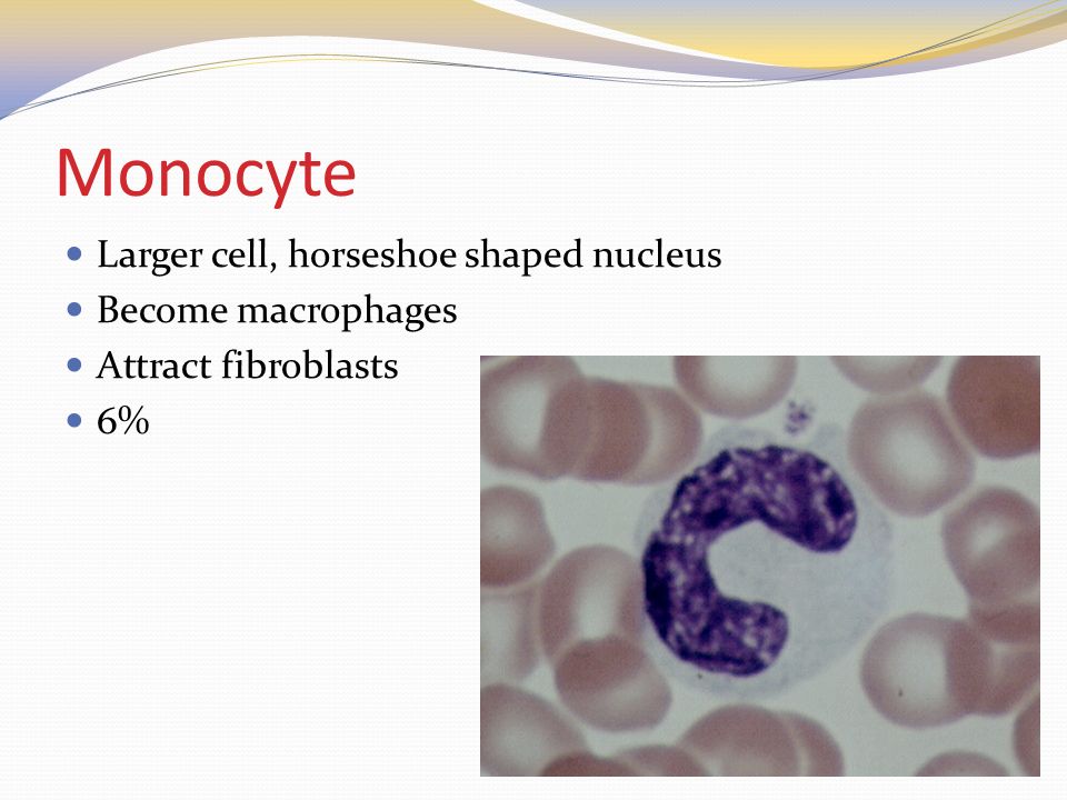 Monocyte Larger cell, horseshoe shaped nucleus Become macrophages Attract fibroblasts 6%