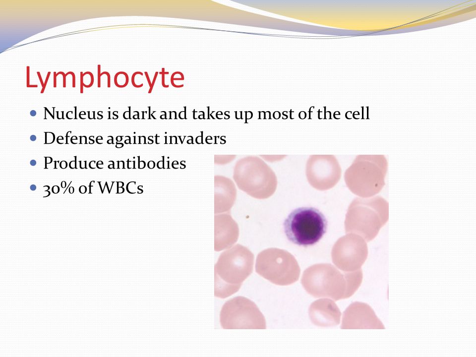 Lymphocyte Nucleus is dark and takes up most of the cell Defense against invaders Produce antibodies 30% of WBCs