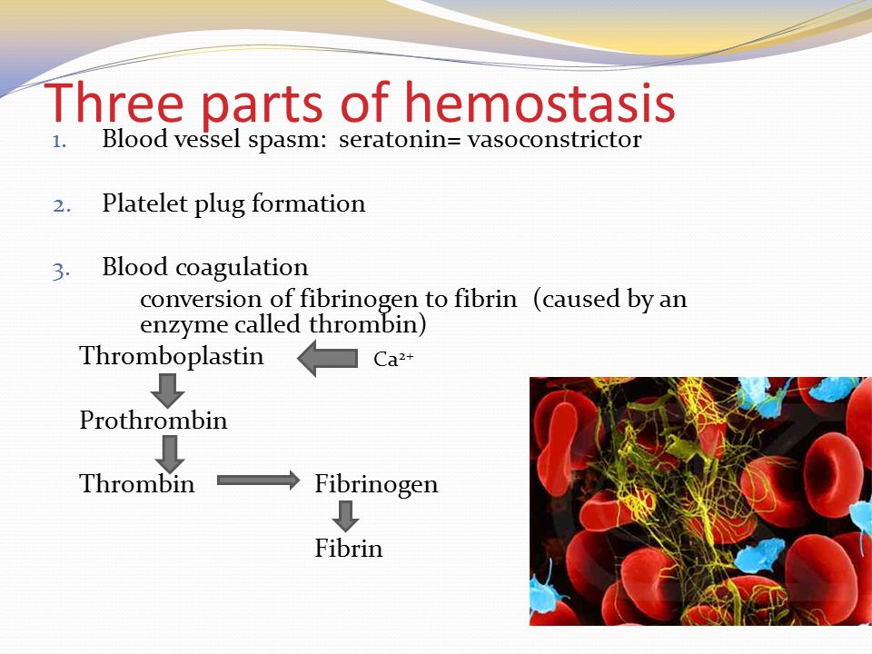Three parts of hemostasis 1. Blood vessel spasm: seratonin= vasoconstrictor 2.