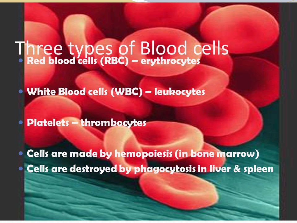 Three types of Blood cells Red blood cells (RBC) – erythrocytes White Blood cells (WBC) – leukocytes Platelets – thrombocytes Cells are made by hemopoiesis (in bone marrow) Cells are destroyed by phagocytosis in liver & spleen
