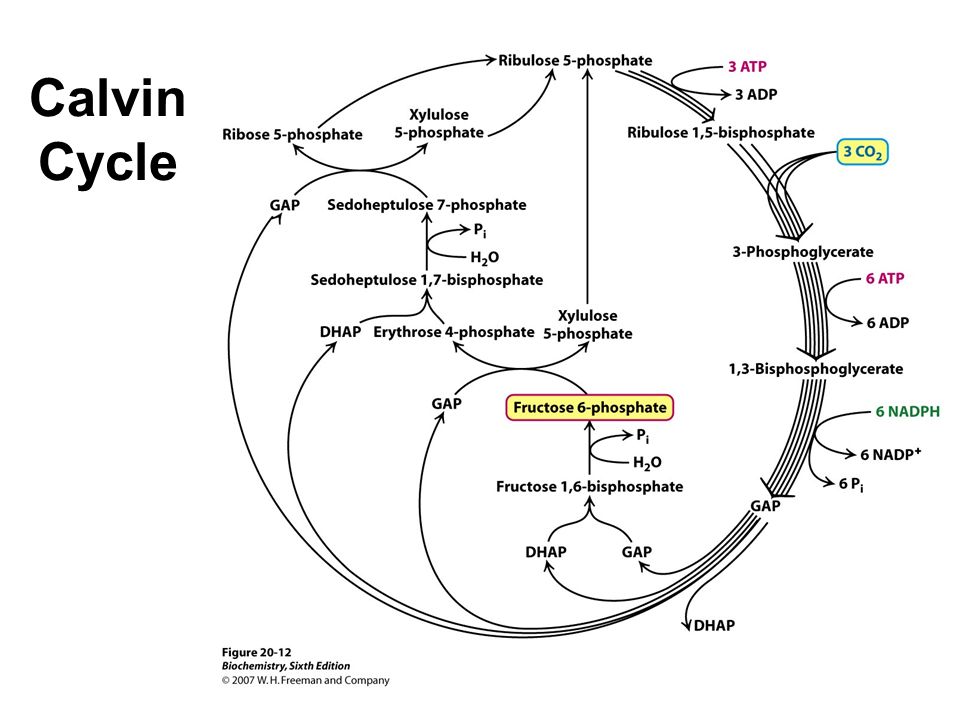 Chapter 20 The Calvin Cycle And Pentose Phosp Pathway 19 Calvin Cycle