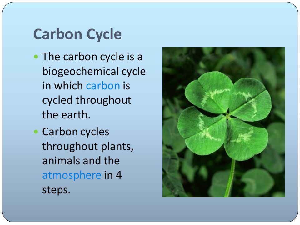 The carbon cycle is a biogeochemical cycle in which carbon is cycled throughout the earth.