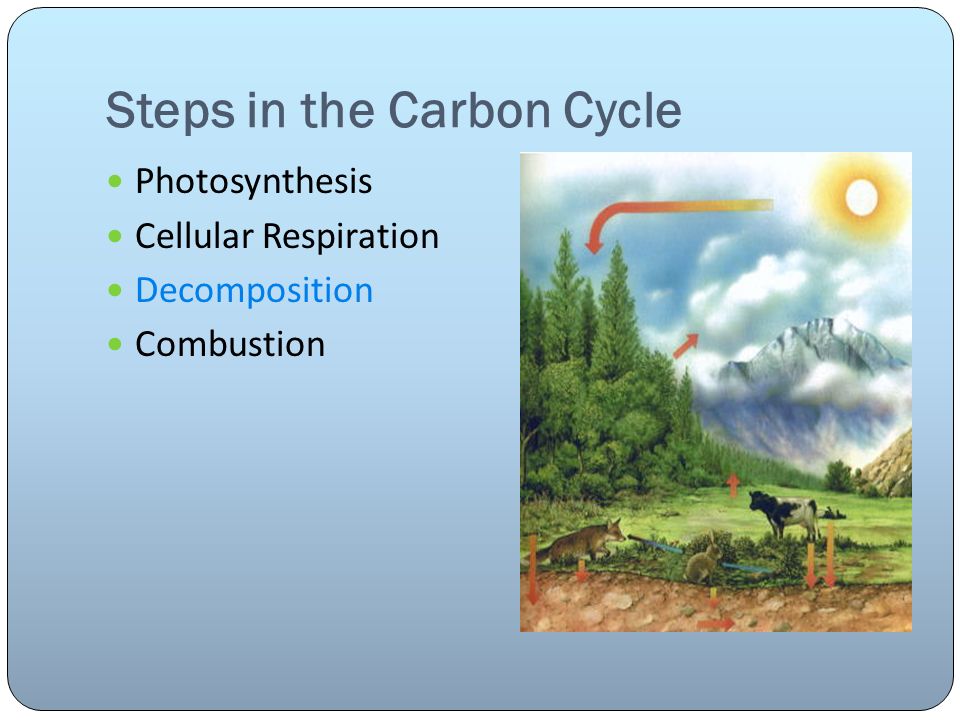Steps in the Carbon Cycle Photosynthesis Cellular Respiration Decomposition Combustion