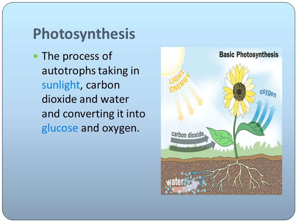 Photosynthesis The process of autotrophs taking in sunlight, carbon dioxide and water and converting it into glucose and oxygen.