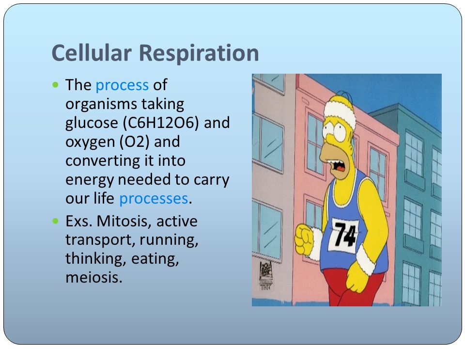 Cellular Respiration The process of organisms taking glucose (C6H12O6) and oxygen (O2) and converting it into energy needed to carry our life processes.